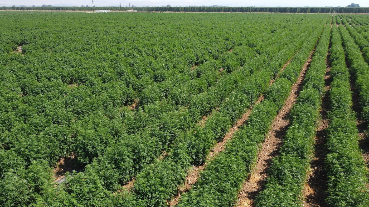 Vuca Farms hemp field