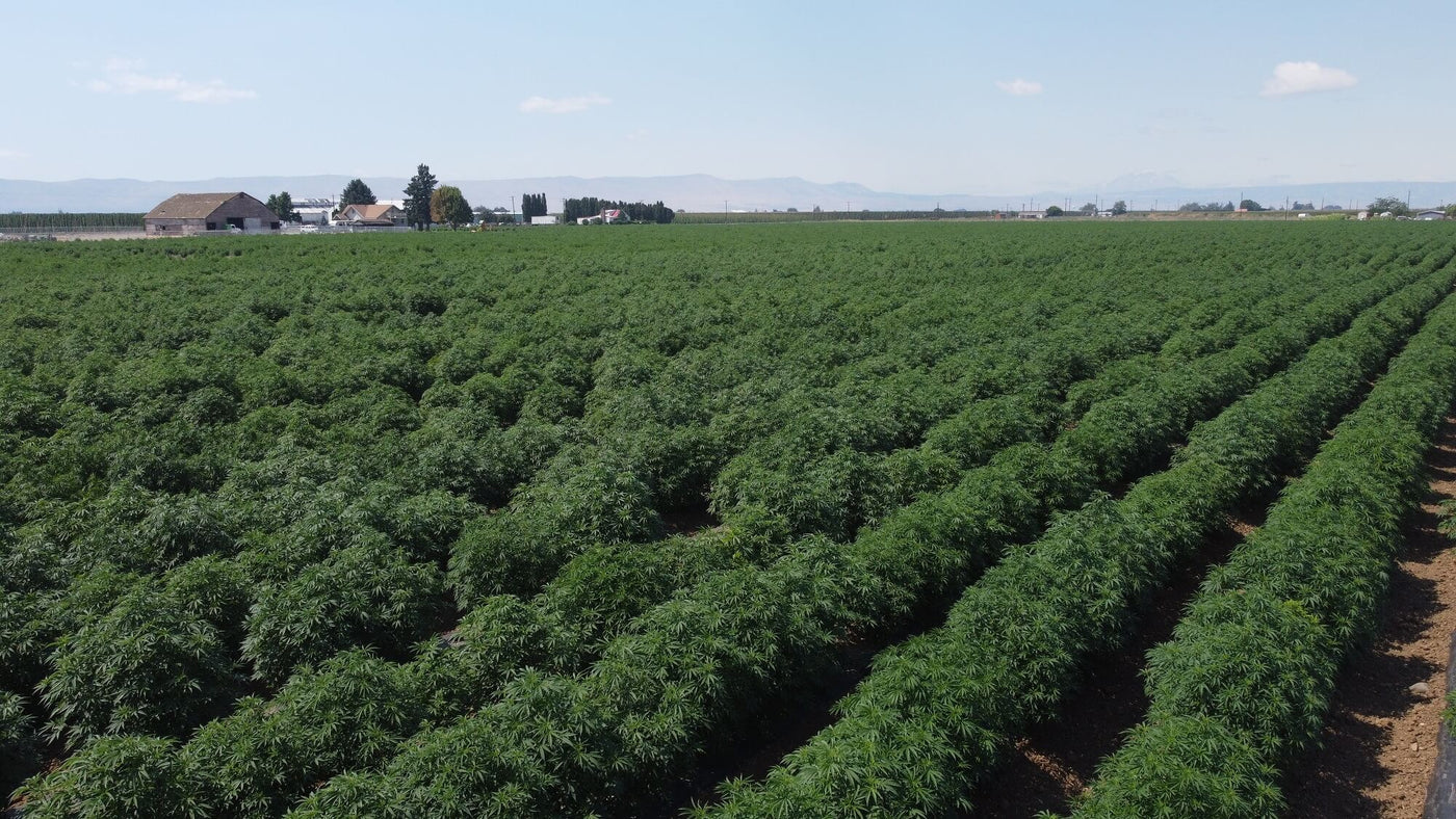 Vuca Farms hemp field