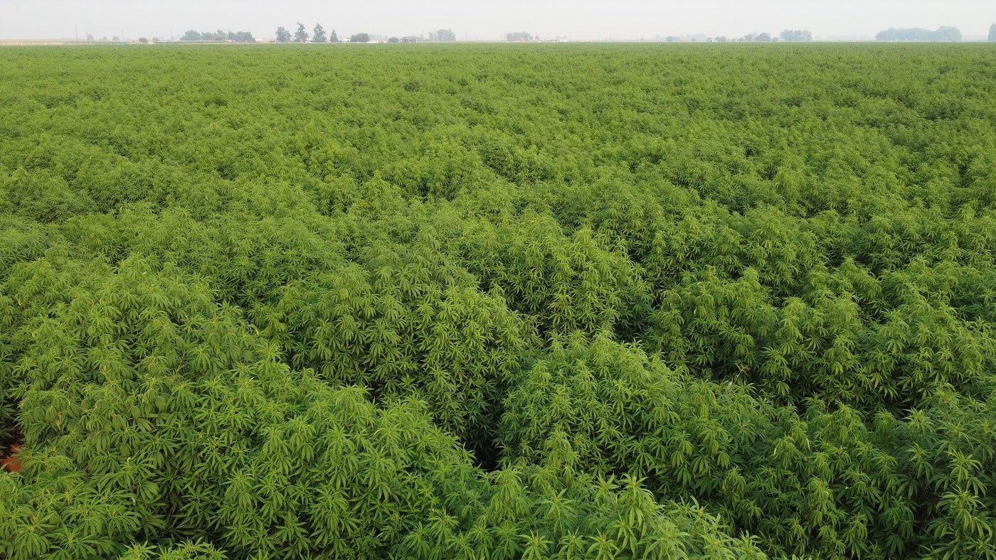 Vuca Farms hemp field