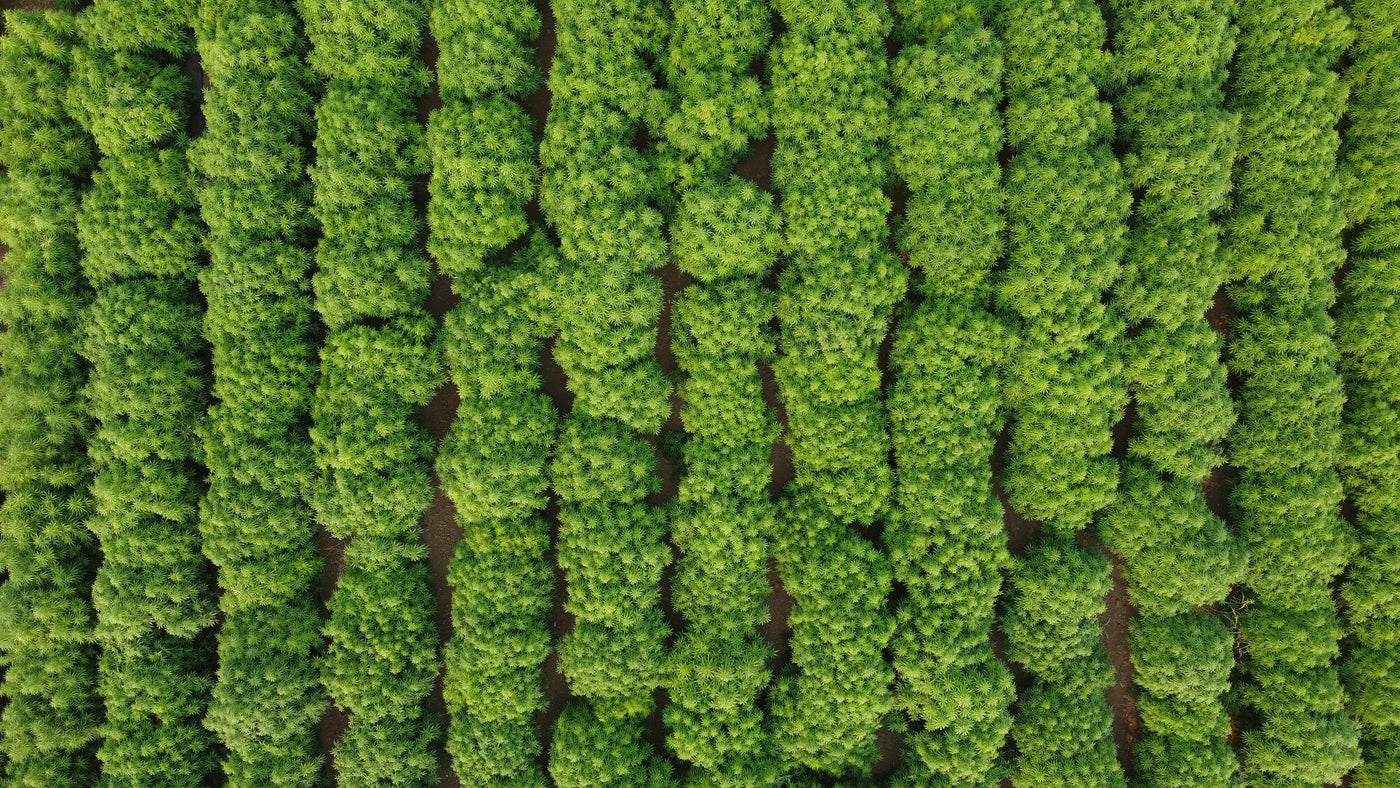 Vuca Farms hemp field